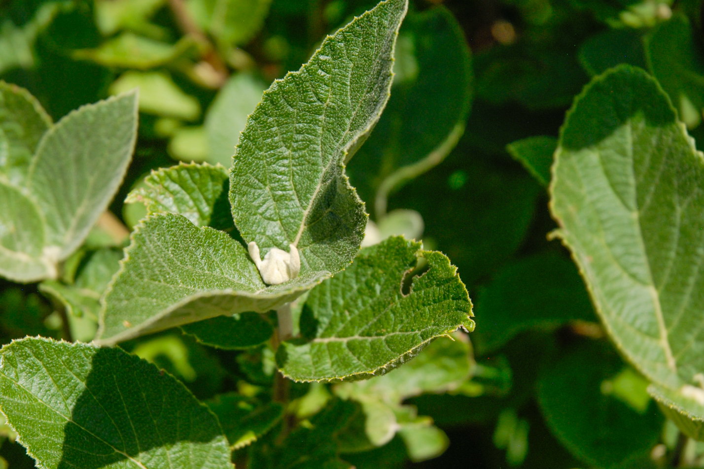 Mohican Wayfaring Tree